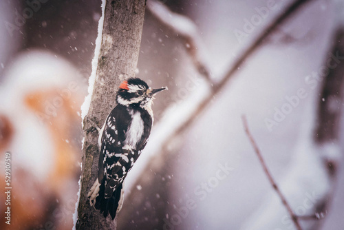 Close-up of woodpecker perching on branch during snowfall photo