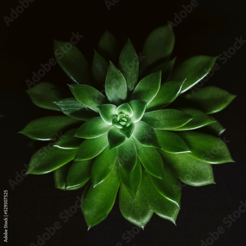 Overhead view of succulent plant over black background