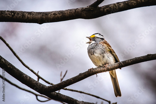 Close-up of bird chirping while perching on branch photo