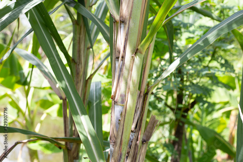 Fototapeta Naklejka Na Ścianę i Meble -  Sugar cane plant with green leaves