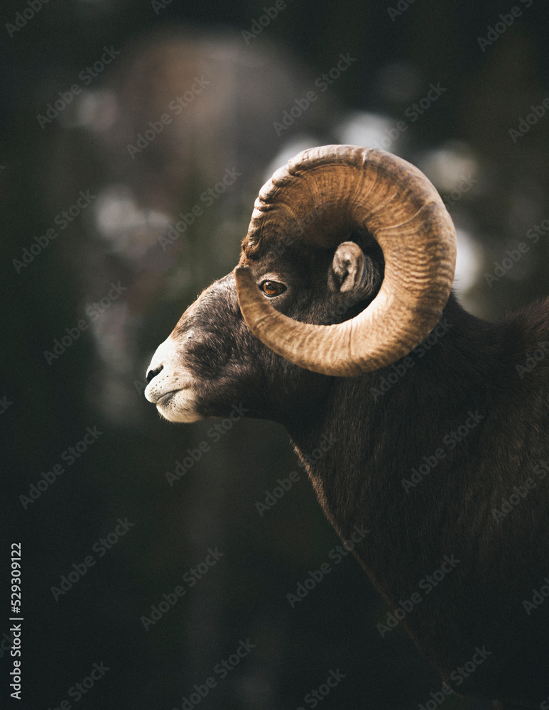 Side view of bighorn sheep standing outdoors Side view of bighorn sheep standing outdoors