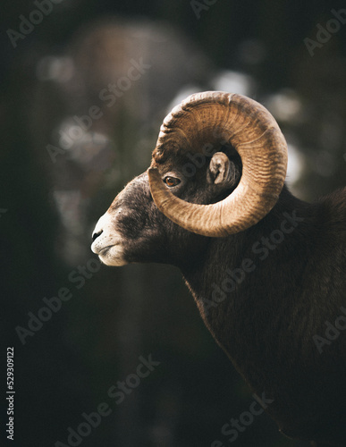 Side view of bighorn sheep standing outdoors photo