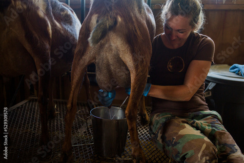 Woman milking goat while sitting at barn
