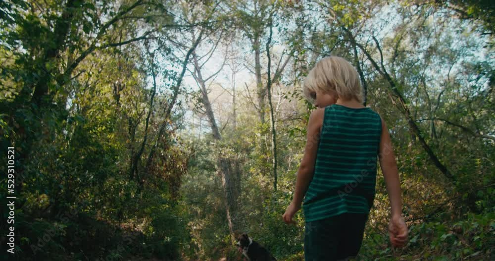 Children on summertime vacation trip walk in the forest with border collie dog. child boy walking his domestic dog in woodland at the morning on sunshine. Children on summertime vacation trip walk in the forest with border collie dog. child boy walking his domestic dog in woodland at the morning on sunshine.