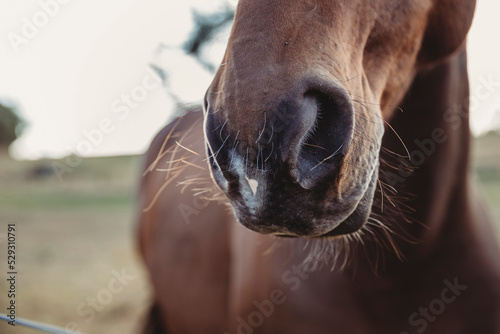 Close-up of horse's snout at farm