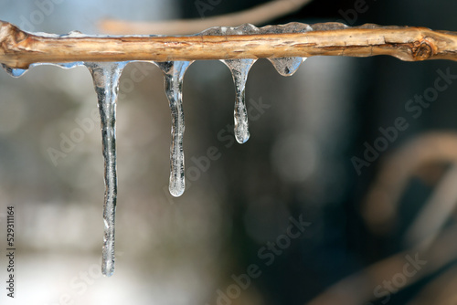 Close-up of icicles on plant stem photo