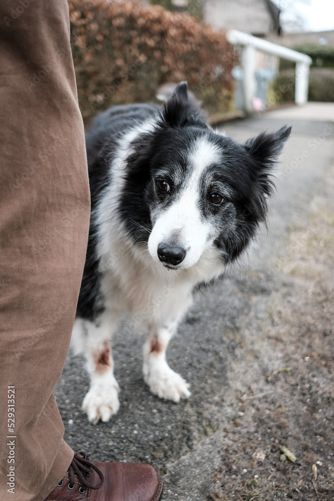 Low section of man standing by dog on road Low section of man standing by dog on road