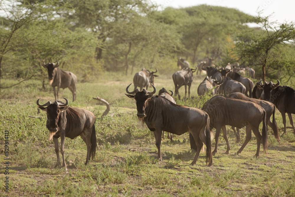 Wildebeests walking on grassy field at Maasai Mara National Reserve during sunny day Wildebeests walking on grassy field at Maasai Mara National Reserve during sunny day