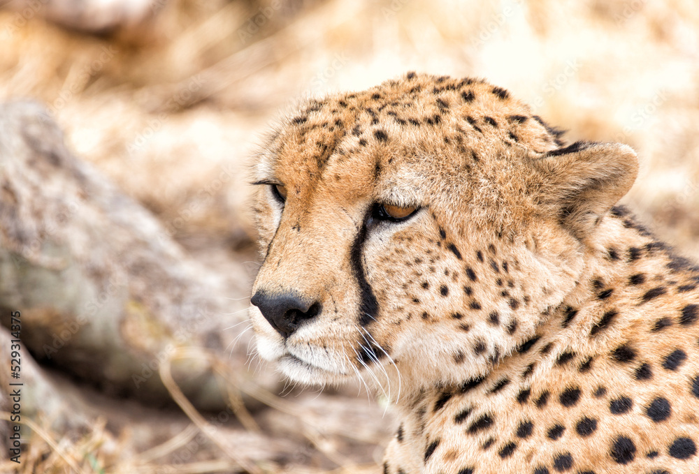 Close-up of cheetah looking away on field Close-up of cheetah looking away on field