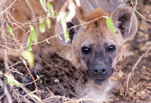 Close-up portrait of hyena lying on field photo