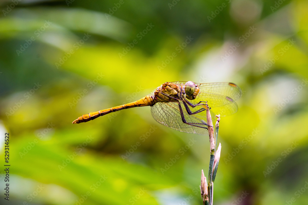 Close-up of dragonfly on twig Close-up of dragonfly on twig
