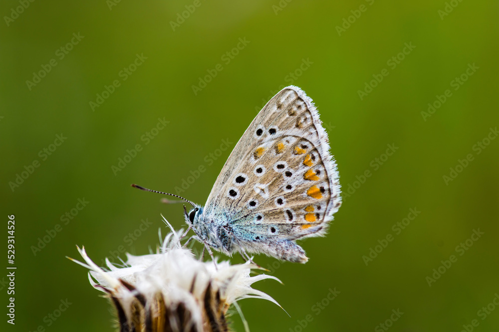 Close-up of butterfly pollinating on white flower Close-up of butterfly pollinating on white flower