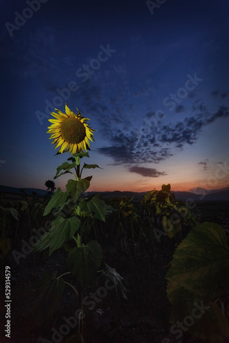 Sunflower growing against sky during sunset photo