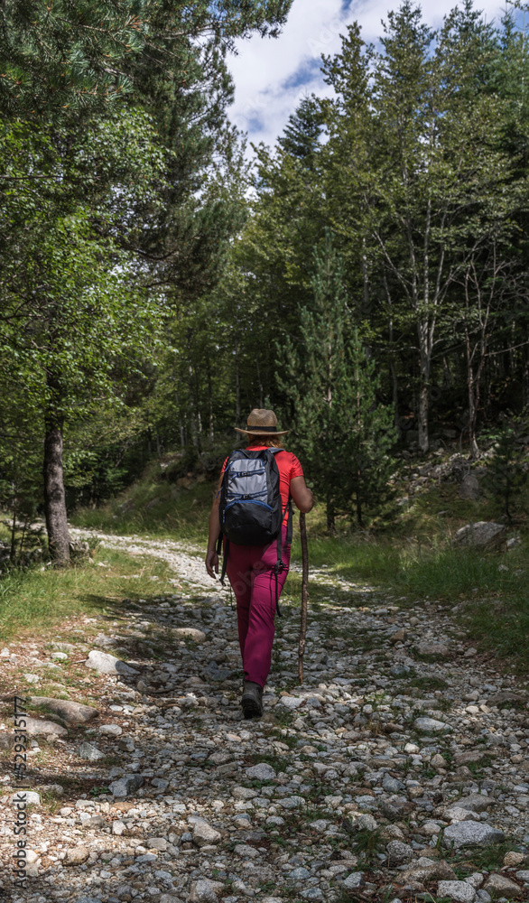 Rear view of female hiker with backpack walking on trail amidst trees in forest Rear view of female hiker with backpack walking on trail amidst trees in forest