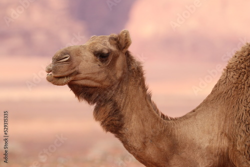 Camels in the Desert of Wadi Rum  Jordania