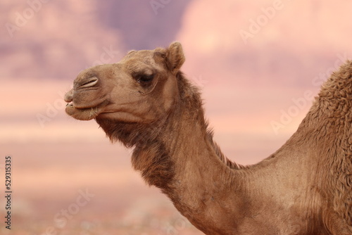 Camels in the Desert of Wadi Rum, Jordania