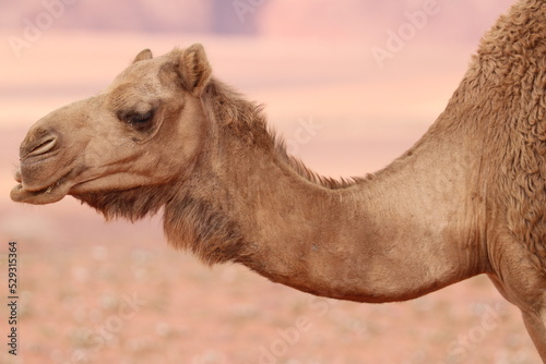 Camels in the Desert of Wadi Rum  Jordania