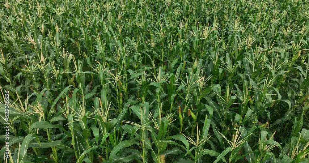 Maize crops in growth at field