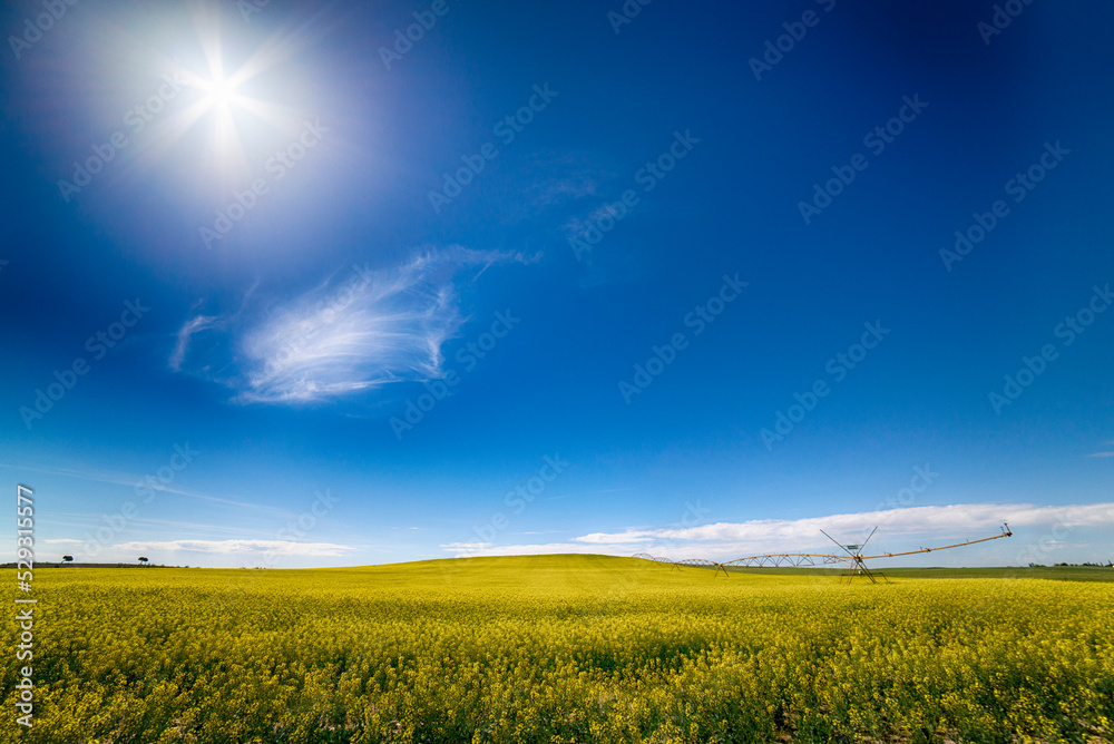 © Cavan Images - Scenic view of green landscape against blue sky during sunny day