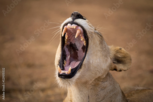 Close-up of lioness roaring at Selous Game Reserve photo