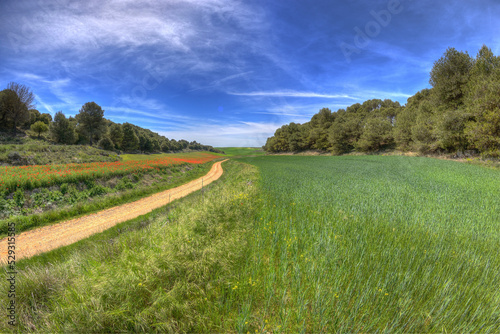 Scenic view of footpath amidst green landscape against blue sky during sunny day