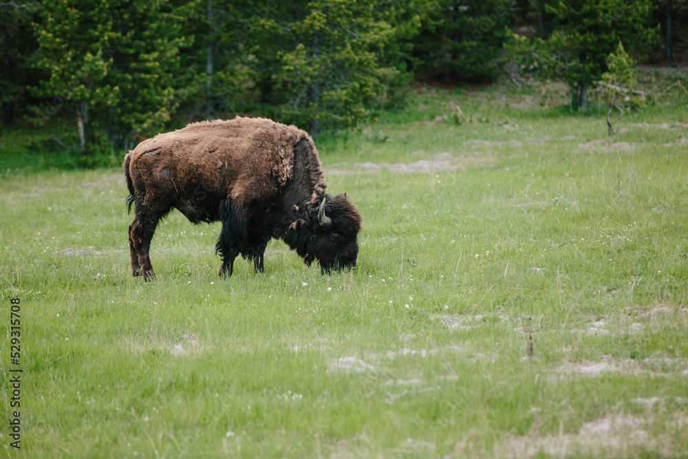 American bison grazing on grassy field at Yellowstone National Park American bison grazing on grassy field at Yellowstone National Park