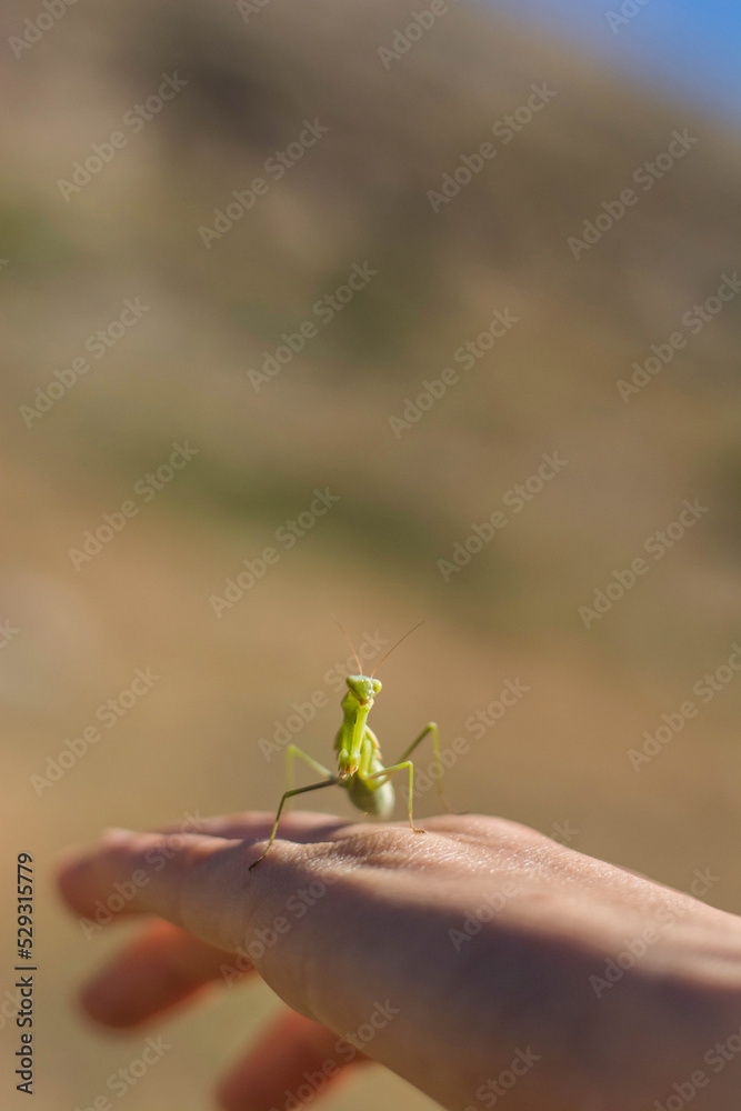 Cropped hand of man holding grasshopper against mountain
