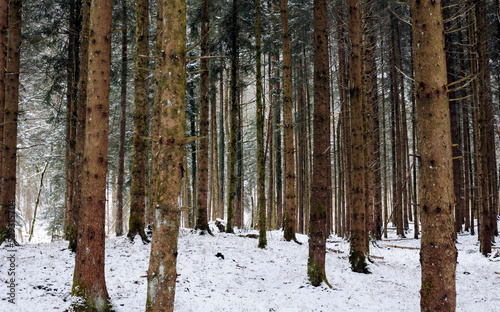 Trees on snow covered field in forest during winter photo