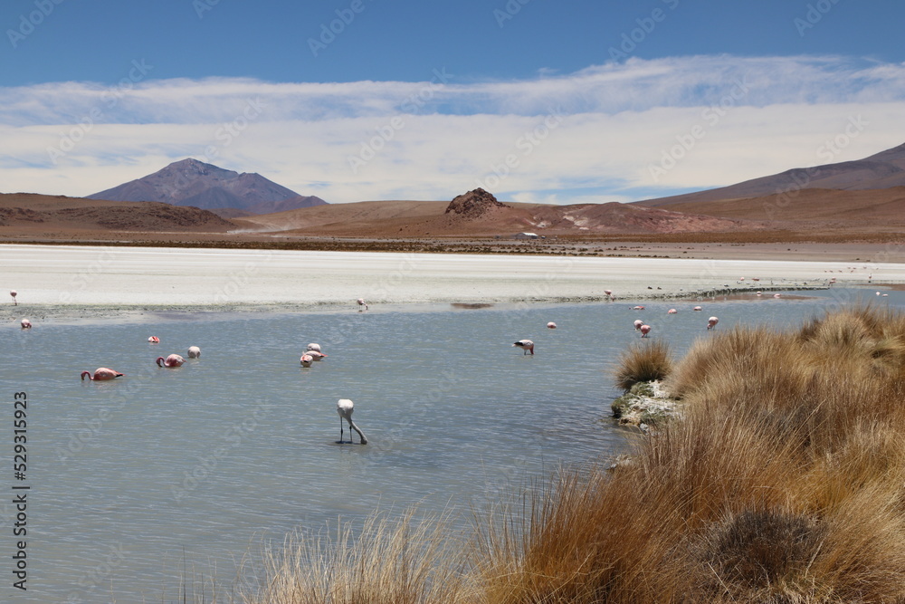 flamingos in the desert of uyuni, Bolivia