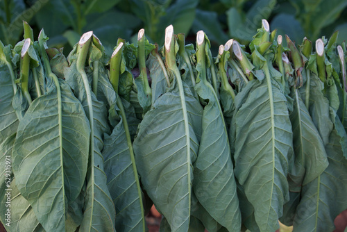 Close-up of tobacco crops growing at farm sunny day photo