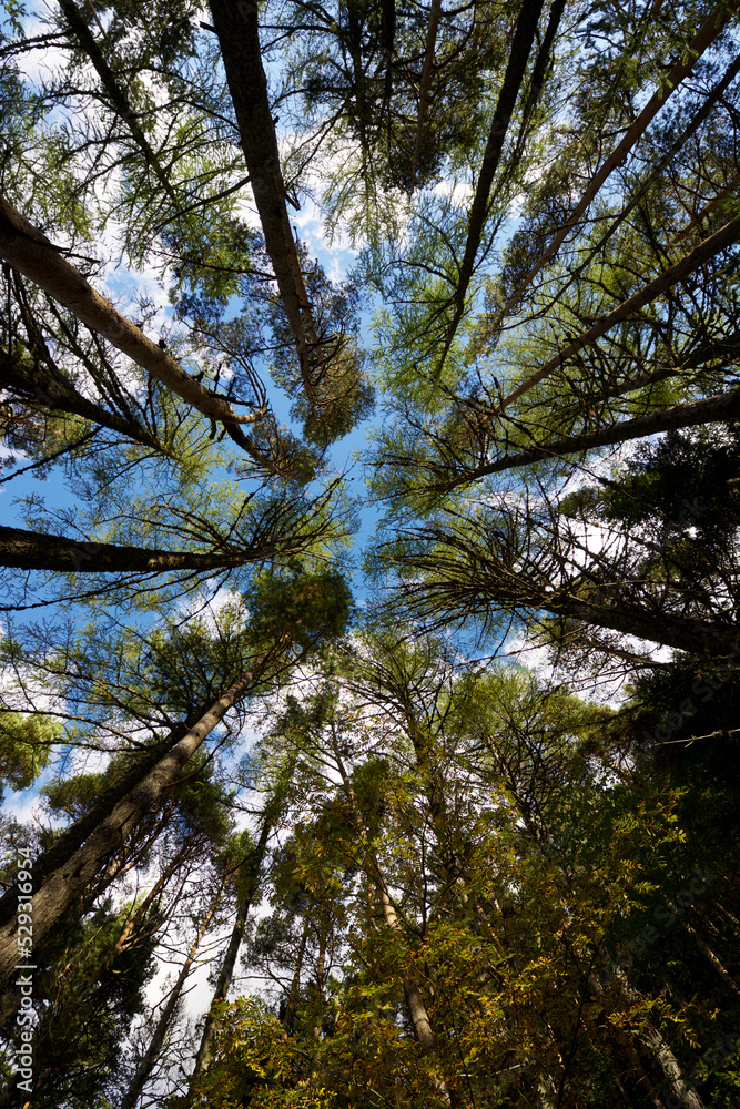 Low angle view of trees growing against sky in forest Low angle view of trees growing against sky in forest