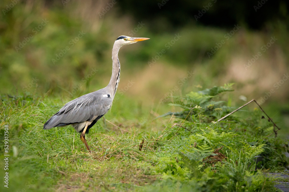 Side view of gray heron perching on grassy field Side view of gray heron perching on grassy field