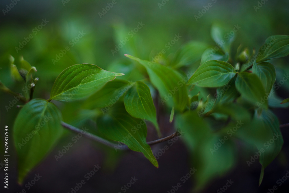 Close-up of plants growing in park Close-up of plants growing in park