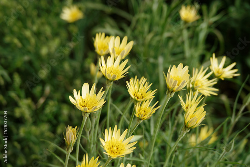 Tragopogon pratensis or salsify yellow flowers in summer photo