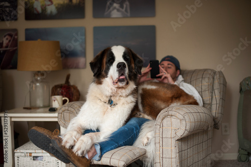 Large Saint Bernard dog sitting on lap of man looking at phone in living room photo