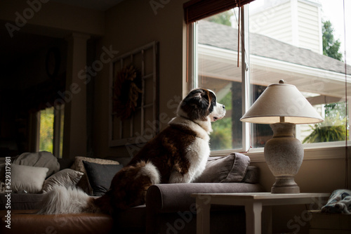 Large saint bernard dog stares out the living room window photo