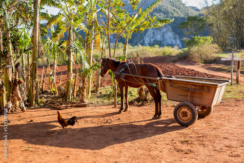 Horse in Vinales, Cuba photo