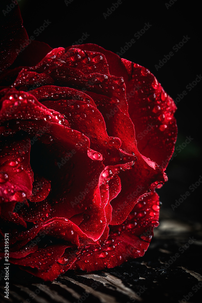 Red roses for Valentine's Day Red roses for Valentine's Day