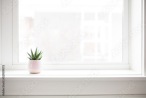 Succulent plant on white windowsill in pastel pink vase