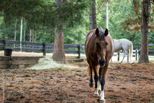 Warmblood horse in paddock photo