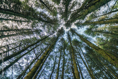 Tall green pine trees looking straight up photo