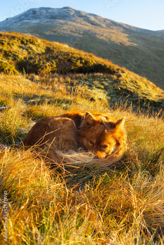Dog curled up in grass at bottom of mountain in morning light