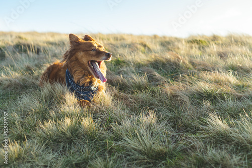Happy dog with wide open mouth laying in grass