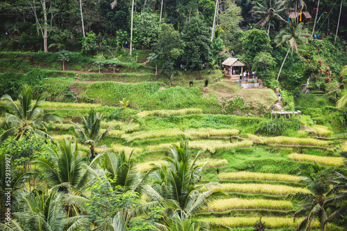 Vistors at Tegallalang Rice Terraces in Bali, Indonesia photo