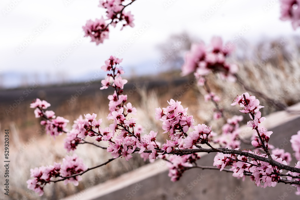 Cherry blossom branches. Sakura time