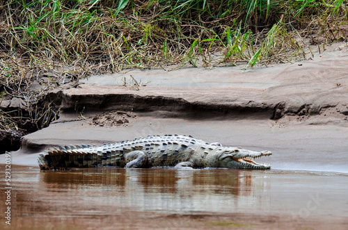 American cocodrile in Tortuguero National Park. Costa Rica photo