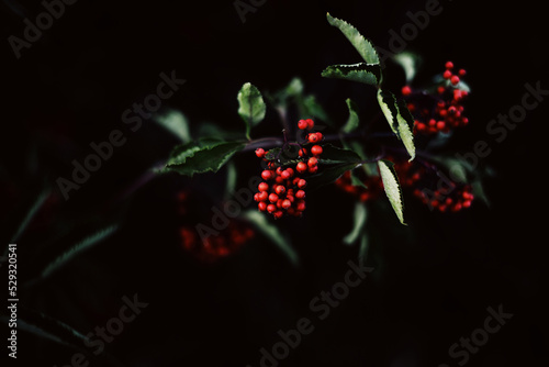 Many red ripe berries on thin tree or bush branches in park, viewed in photo