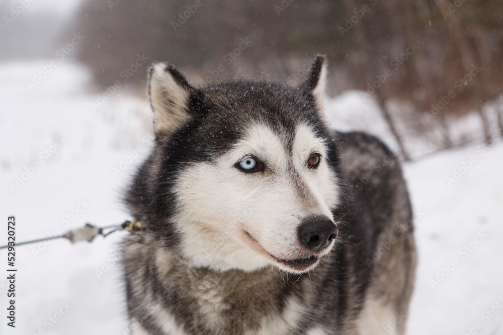 A husky wait in the snow for a dog sledding trip in New England. A husky wait in the snow for a dog sledding trip in New England.