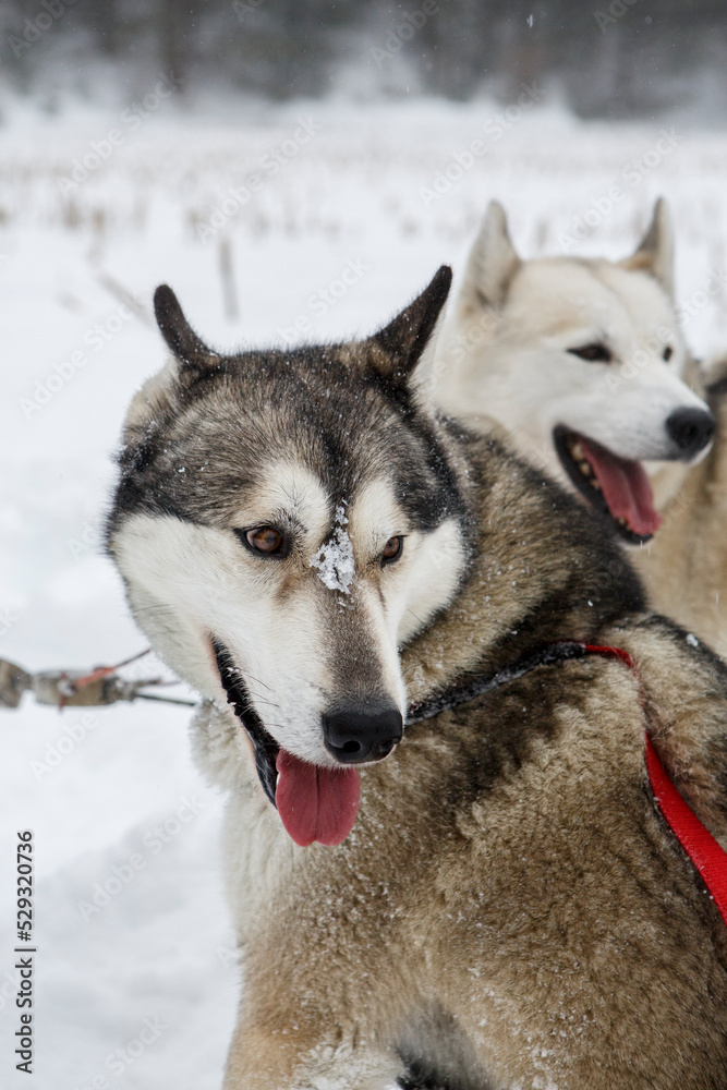 Huskies rest in the snow on a dog sledding trip in New England. Huskies rest in the snow on a dog sledding trip in New England.
