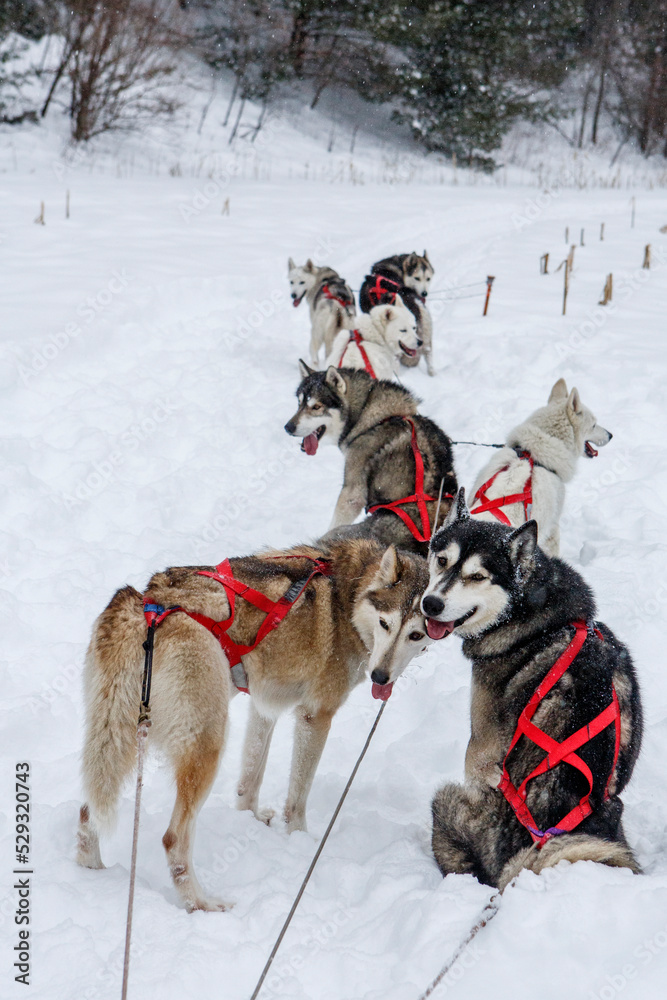 Huskies rest in the snow on a dog sledding trip in New England. Huskies rest in the snow on a dog sledding trip in New England.